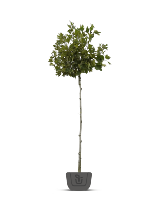 Bolplataan | Platanus acerifolia Alphens Globe