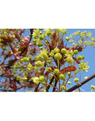 Bolesdoorn | Acer platanoides Globosum