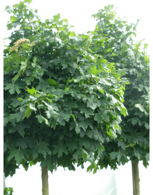 Bolesdoorn | Acer platanoides Globosum