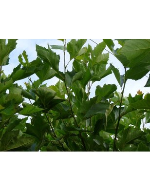 Bolplataan | Platanus acerifolia Alphens Globe