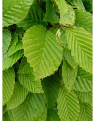 Haagbeuk in boogvorm | Carpinus betulus Fastigiata