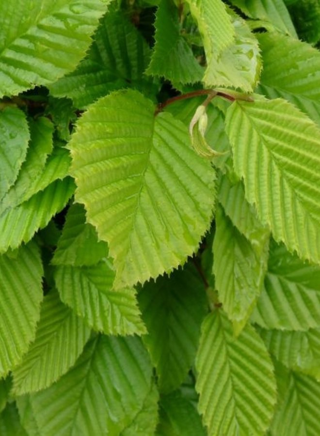 Haagbeuk in boogvorm | Carpinus betulus Fastigiata