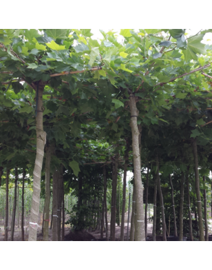 Dakplataan | Platanus hispanica