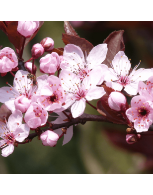 Daksierpruim | Prunus cerasifera Nigra