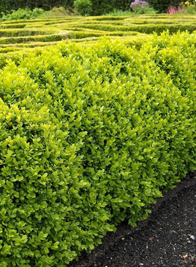 Buxus Sempervirens | Kant en Klare haag
