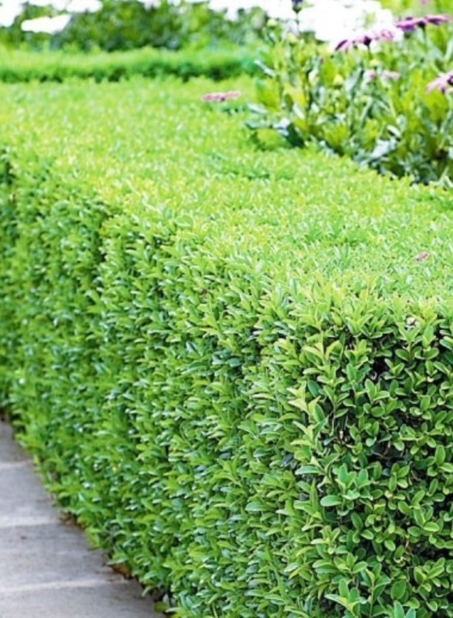 Buxus Sempervirens | Kant en Klare haag
