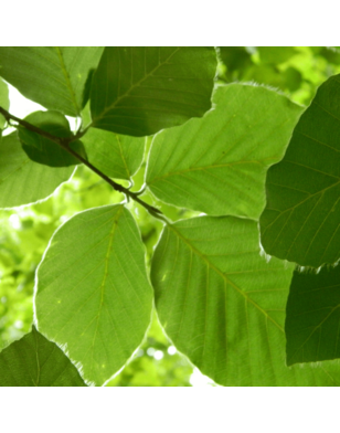 Groene Beuk | Fagus sylvatica