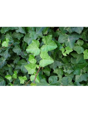 Klimop | Hedera Hibernica voor haag