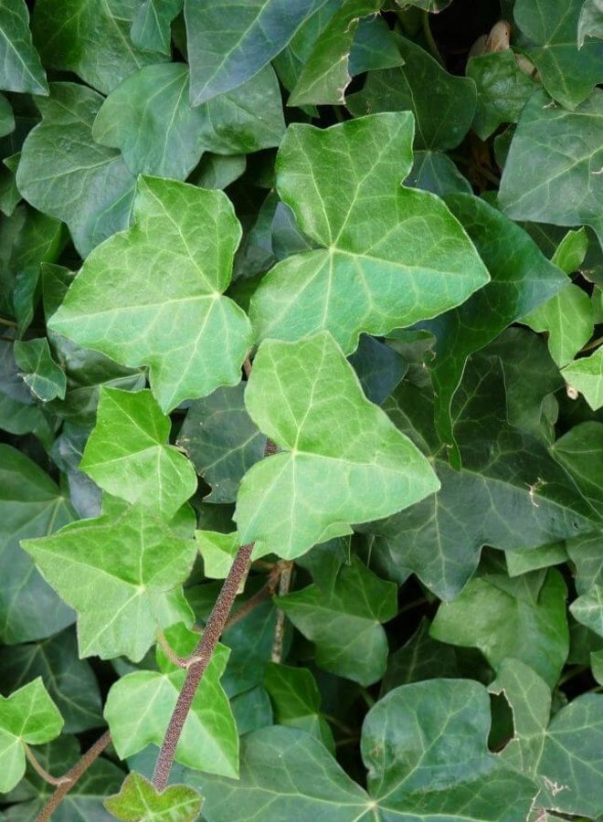 Klimop | Hedera Hibernica voor haag