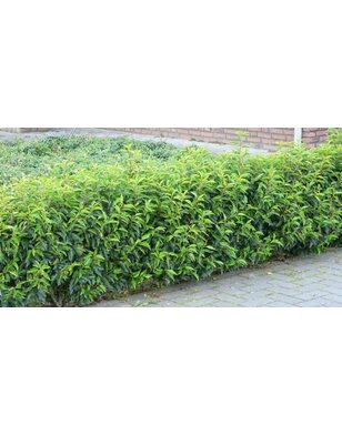 Portugese Laurier voor haag | Prunus lusitanica Angustifolia