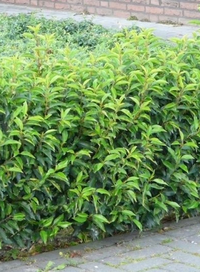 Portugese Laurier voor haag | Prunus lusitanica Angustifolia