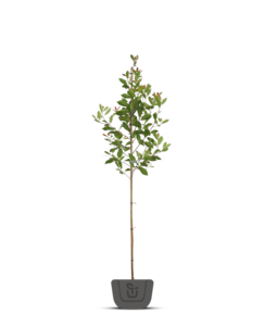 Photinia fr. Red Robin | boom