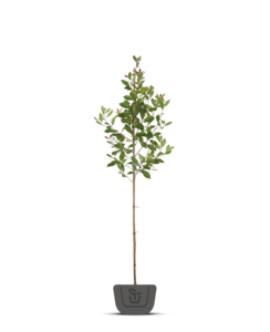 Photinia fr. Red Robin op stam