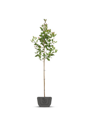 Photinia  fraseri Red Robin op stam