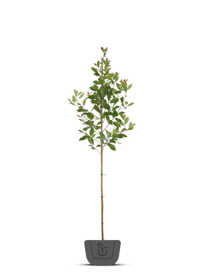 Photinia  fraseri Red Robin | boom