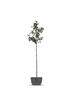 Portugese laurier | Prunus lus. Angustifolia op stam