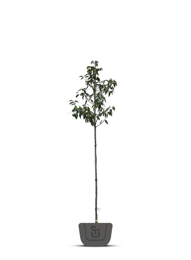 Portugese laurier | Prunus lus. Angustifolia op stam