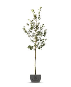 Steeneik | Quercus Ilex | boom