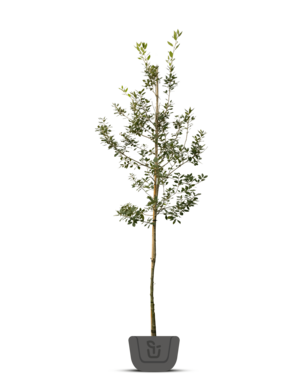 Steeneik | Quercus Ilex | boom