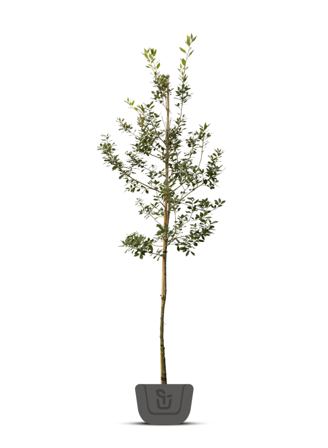 Steeneik | Quercus Ilex | boom