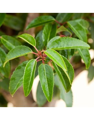 Portugese laurier | Prunus lus. Angustifolia op stam