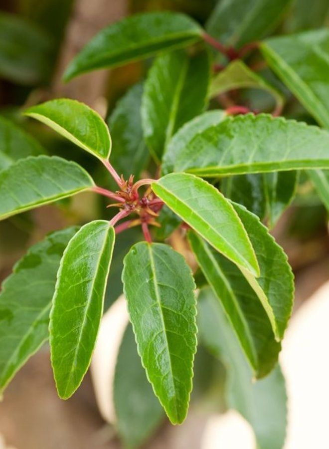 Portugese laurier | Prunus lus. Angustifolia op stam