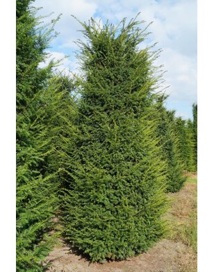 Venijnboom | Taxus Baccata | haagplant