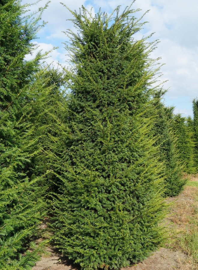 Venijnboom | Taxus Baccata | haagplant