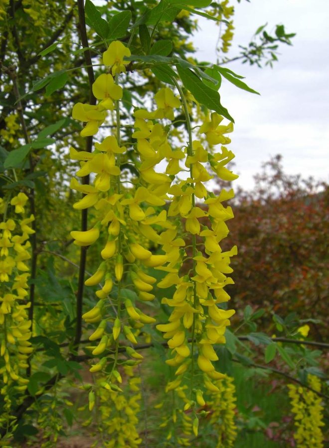 Gouden regen | Laburnum watereri Vossi