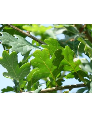 Eik | Quercus Robur