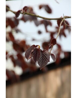 Paarse Hazelaar | Corylus Maxima Purpurea