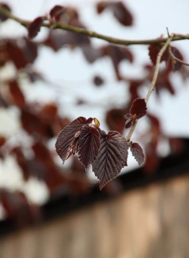 Paarse Hazelaar | Corylus Maxima Purpurea