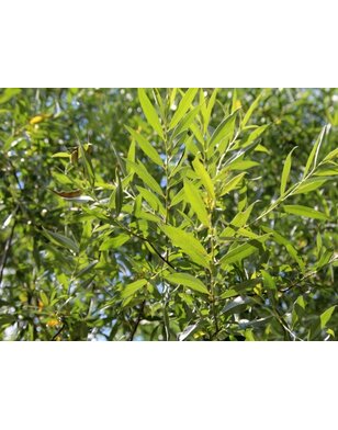 Meerstammige wilg | Salix alba