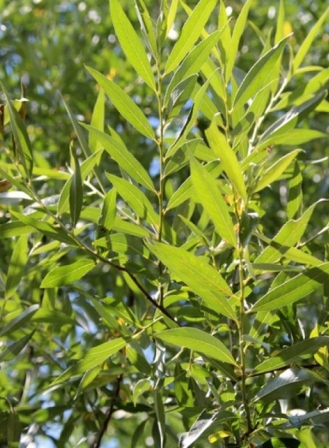 Meerstammige wilg | Salix alba