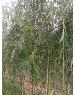 Treurwilg | Salix sepulcralis Chrysocoma