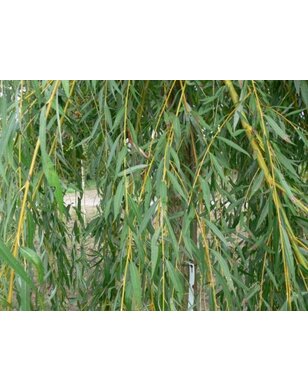 Treurwilg | Salix sepulcralis Chrysocoma
