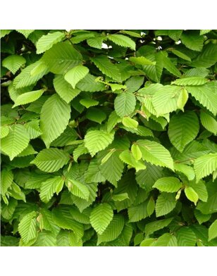 Carpinus betulus voor haag