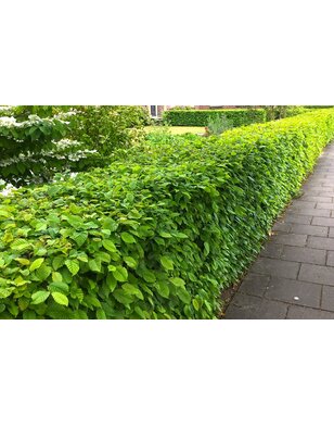 Carpinus betulus voor haag