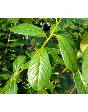 Laurier voor haag | Prunus laurocerasus Novita