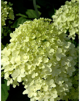Hortensia | Hydrangea paniculata Limelight