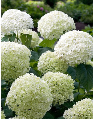 Hortensia | Hydrangea arborescens Annabelle