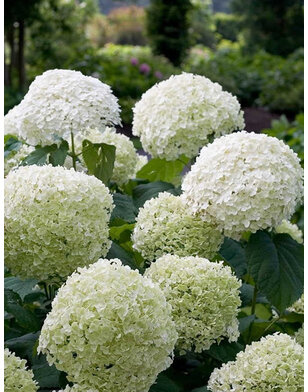 Hortensia | Hydrangea Strong Annabelle