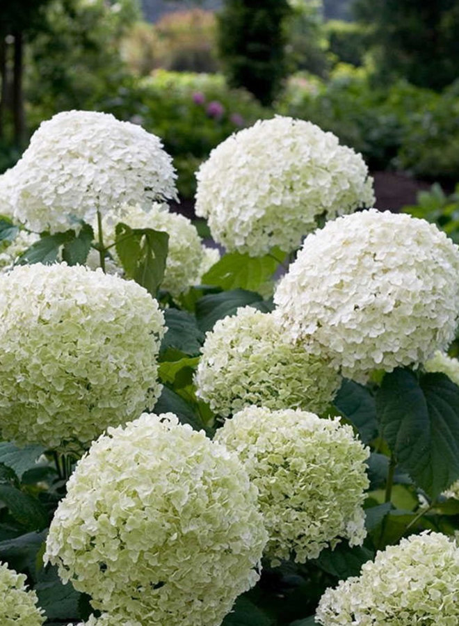 Hortensia | Hydrangea Strong Annabelle