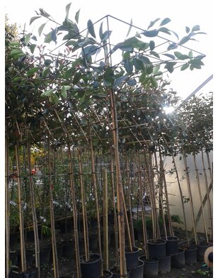 Dakphotinia | Photinia fraseri Red Robin