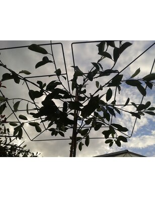 Dakphotinia | Photinia fraseri Red Robin