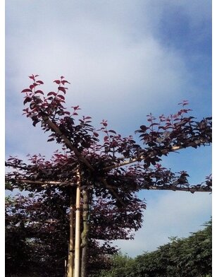 Daksierpruim | Prunus cerasifera Nigra