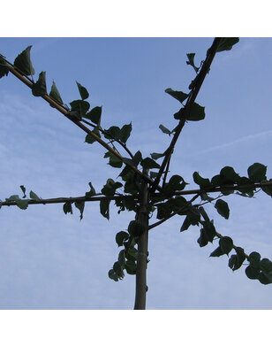 Daklinde |  Tilia dakboom