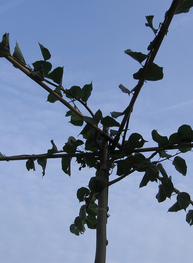 Daklinde | Tilia dakboom