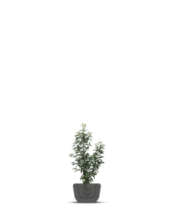 Portugese Laurier voor haag | Prunus lusitanica Angustifolia