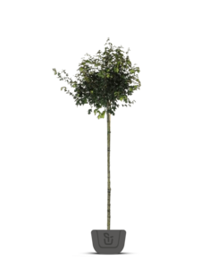 Veldesdoorn | Acer campestre Nanum | bolboom